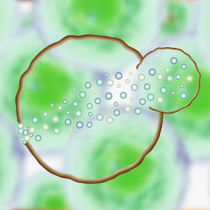 Plasma membrane repair proteins have been identified