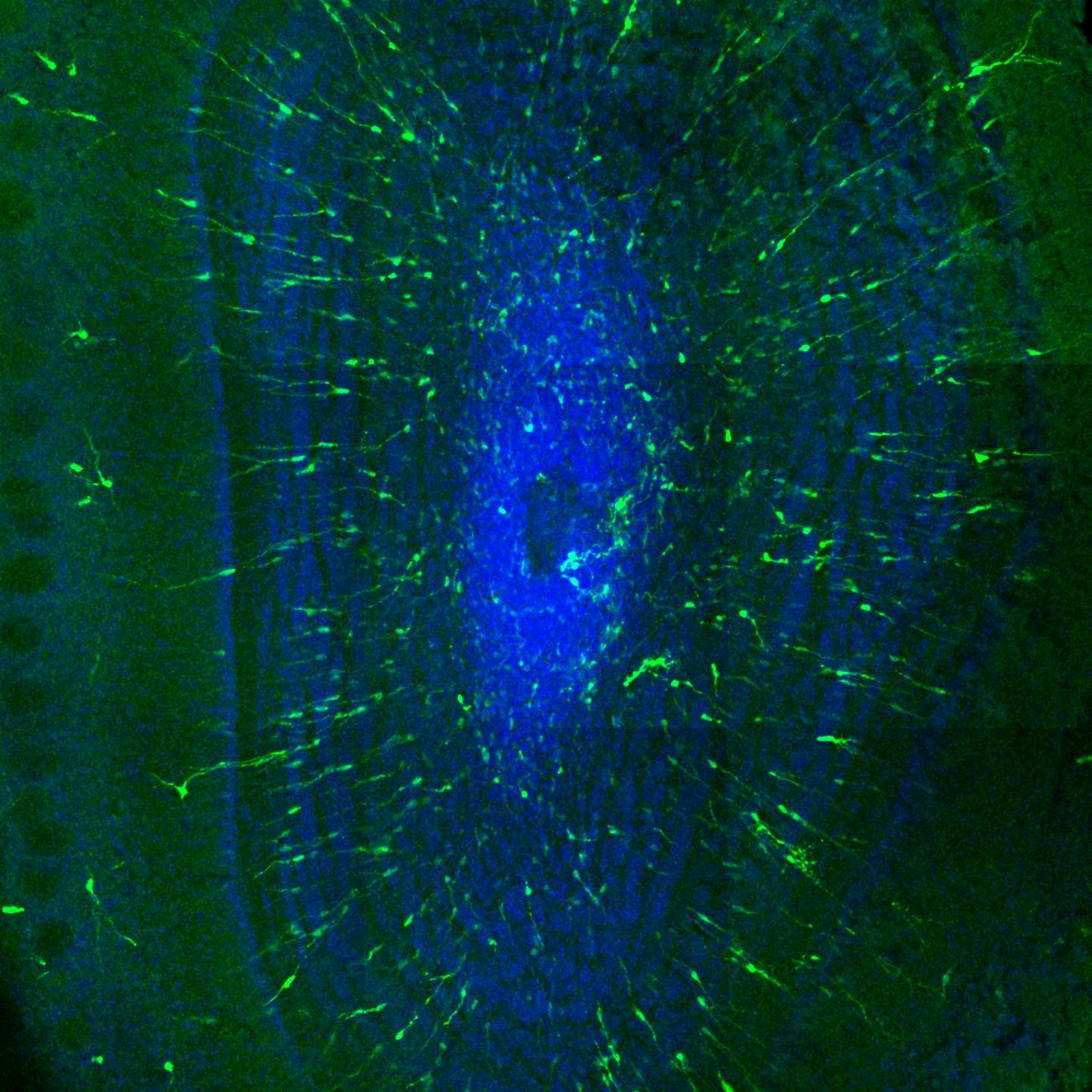Cross Section of the Mouse Olfactory Bulb