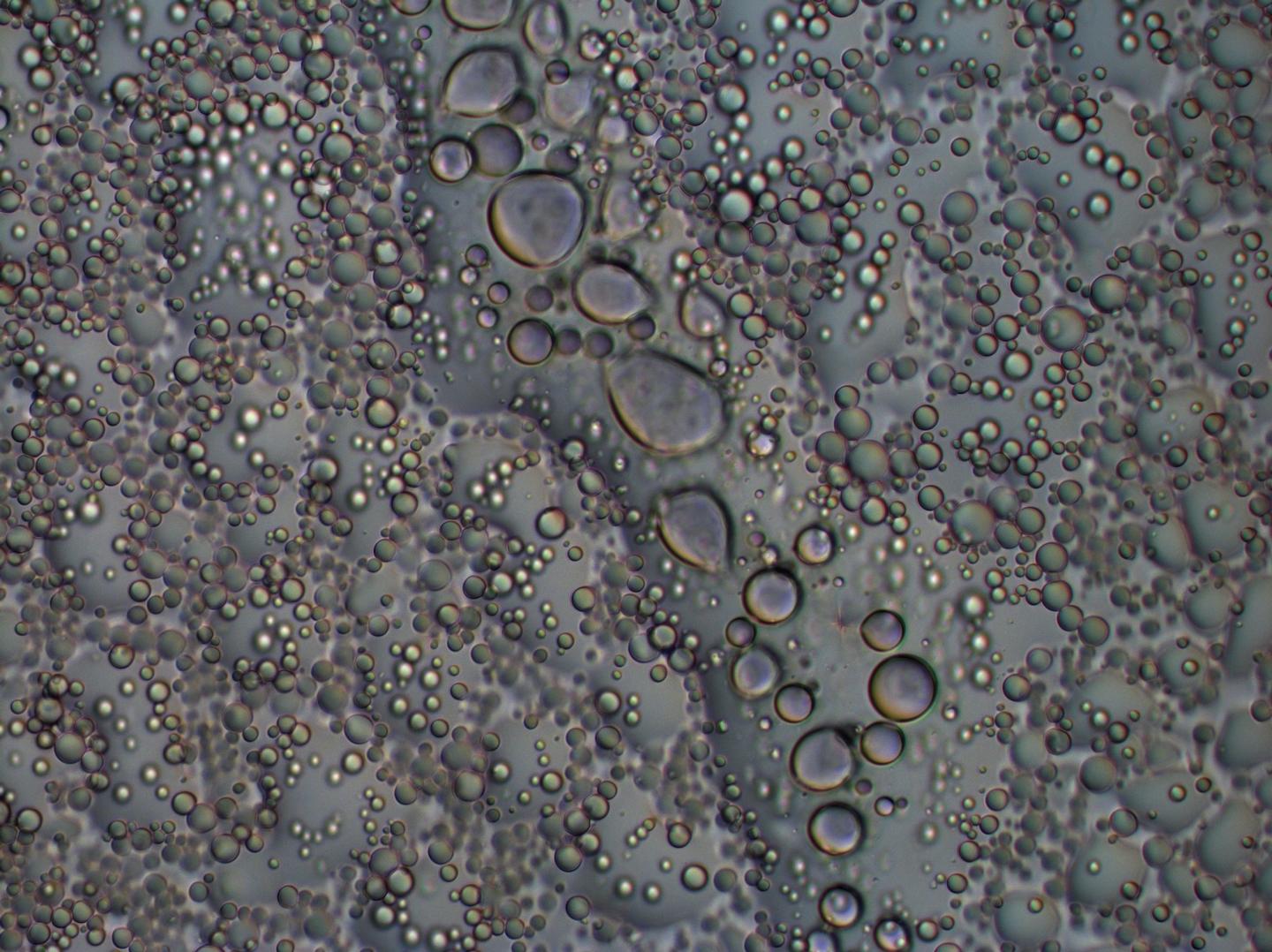 Protein Clumps