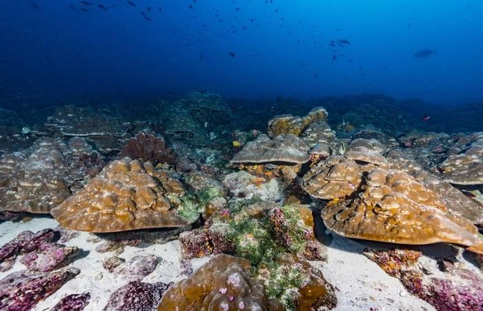 Galápagos coral colony