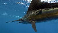 Atlantic Sailfish