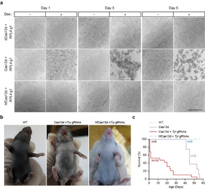Cellular and in vivo collateral effects from wild-type Cas13d and their elimination using hfCas13d.