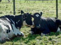 Dairy Cows