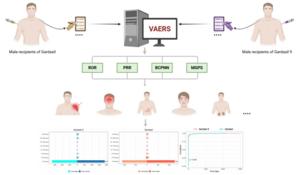 Safety Profiles of HPV Vaccination in Males