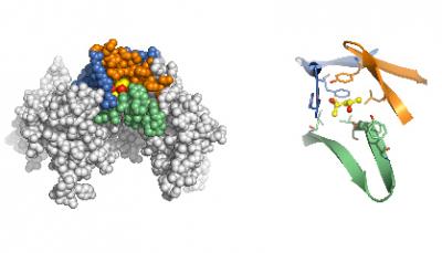 Site for Alcohol's Action in the Brain Discovered