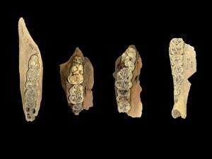 Examples of pig molar teeth specimens analyzed for the study.