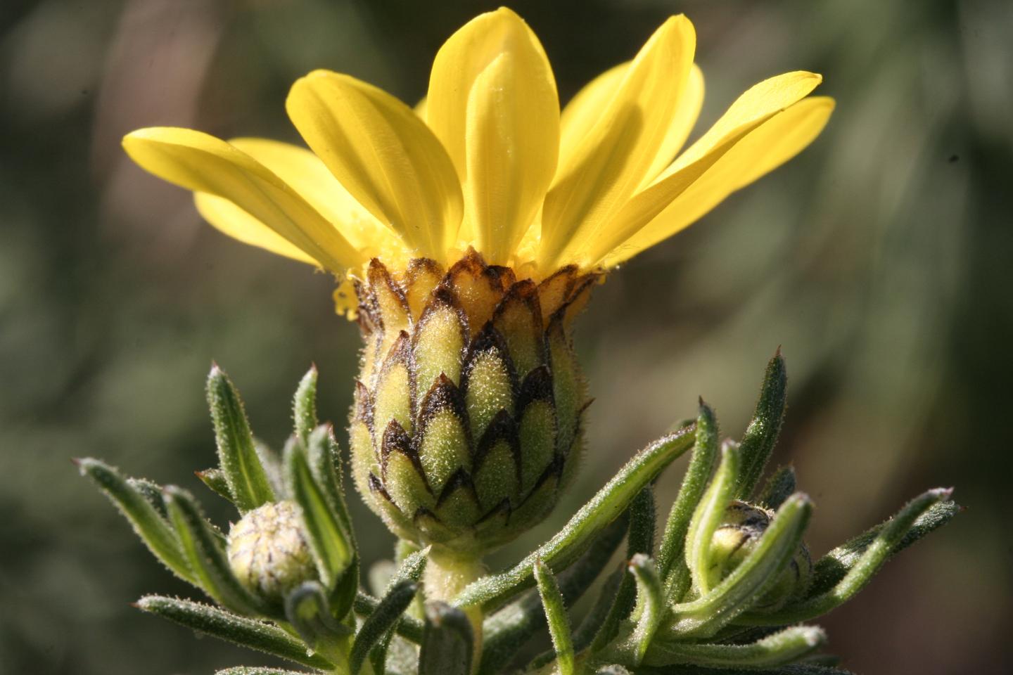 <em>Macowania revoluta</em>