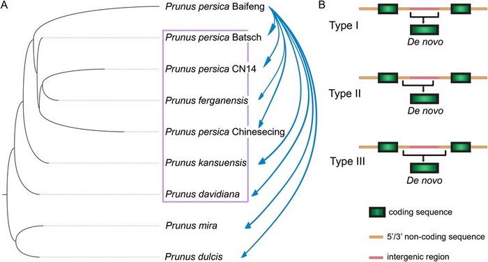 Identification of recently emerged de novo genes during diversification in the genus Prunus.