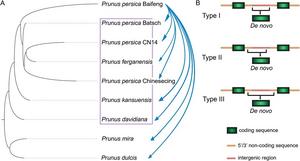 Identification of recently emerged de novo genes during diversification in the genus Prunus.