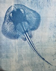 A cyanograph image of a skeletal preparation of a little skate (Leucoraja erinacea) hatchling.