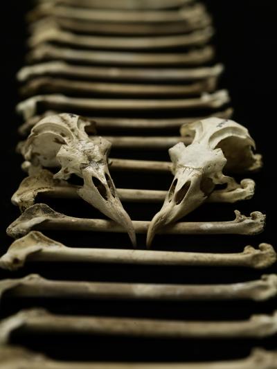 Petrel Bones