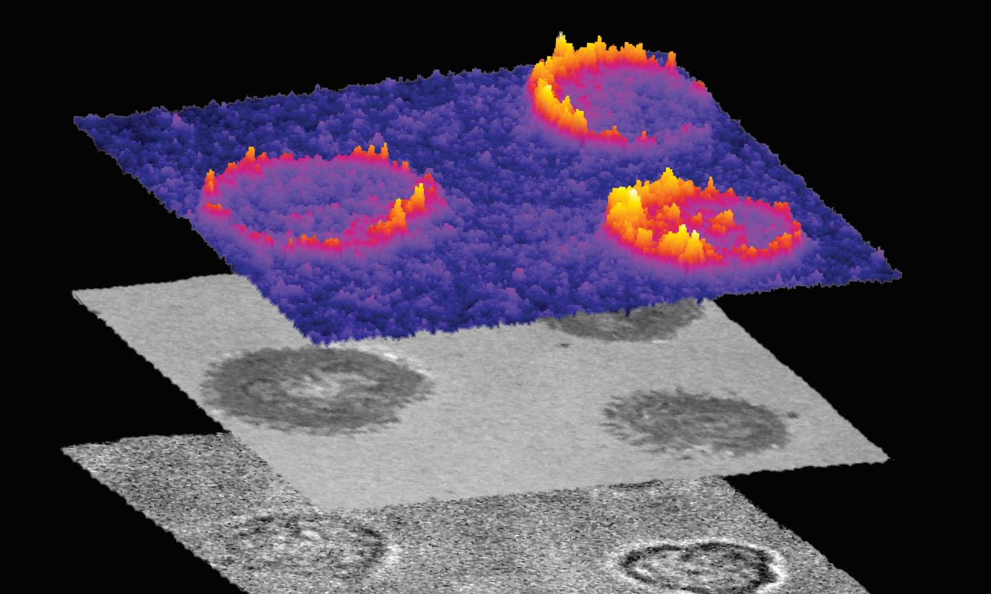 The Mechanical Forces of T Cells