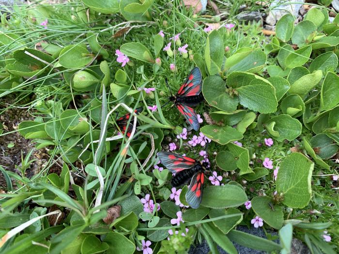 Biodiversity in miniature