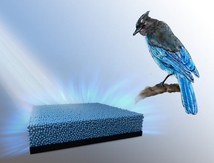 Inspiration from Steller's Jay