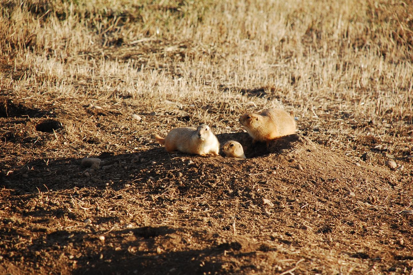 Prairie Dog