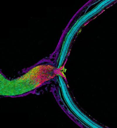 Mouse Retina