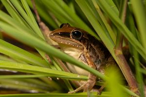 Litoria nasuta (Striped Rocket Frog)