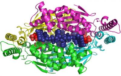 Enzymes