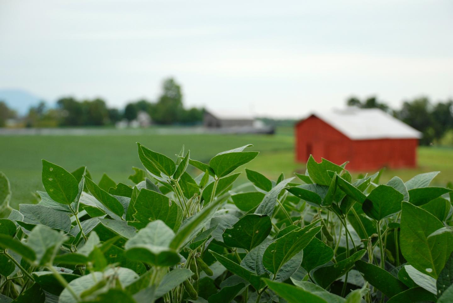 Tennessee Soybeans