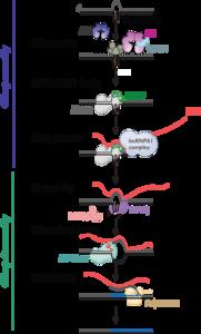 Model for G4 suppression