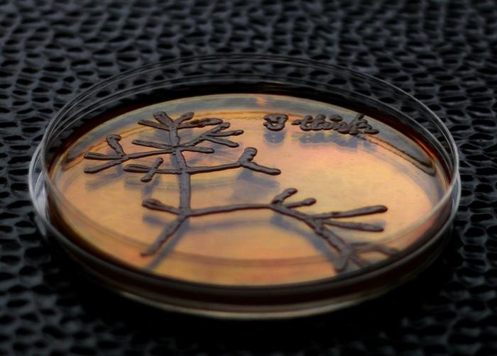 "The Tree of Life” by Charles Darwin, drawn with yeast on a Petri dish.