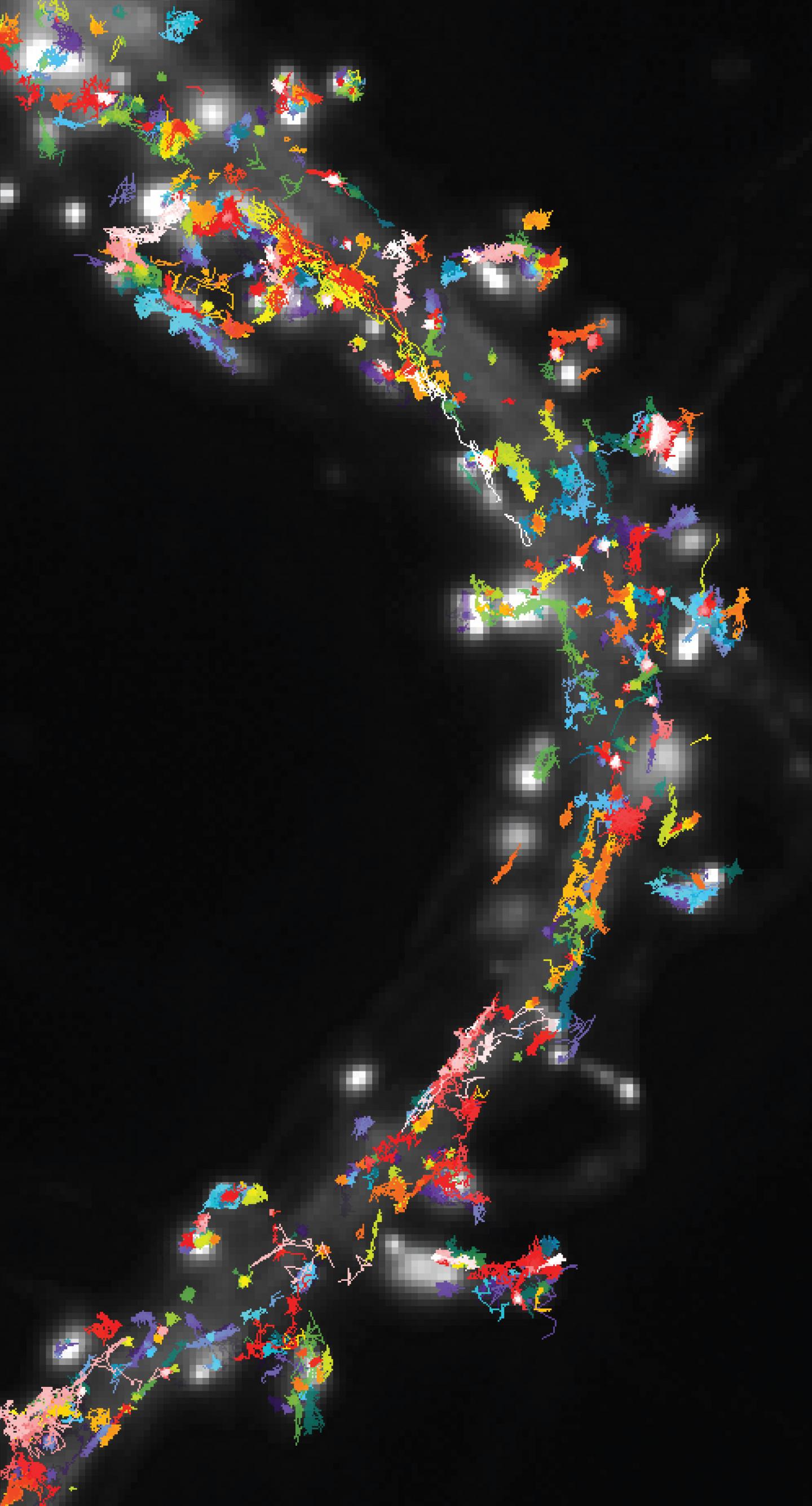 Pathways of Neurotransmitter Receptors
