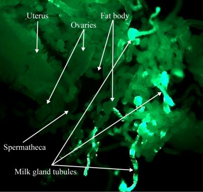 Immunolocalization of SMase in Reproductive Tract During Pregnancy