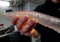Big Pyrosome Catch