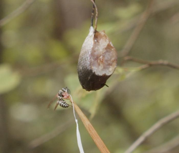 20250523_Saga_Wasp_Bait