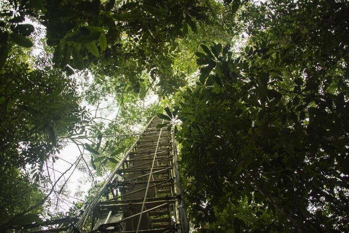 Amazon rainforest: Air samples collected directly above the forest canopy