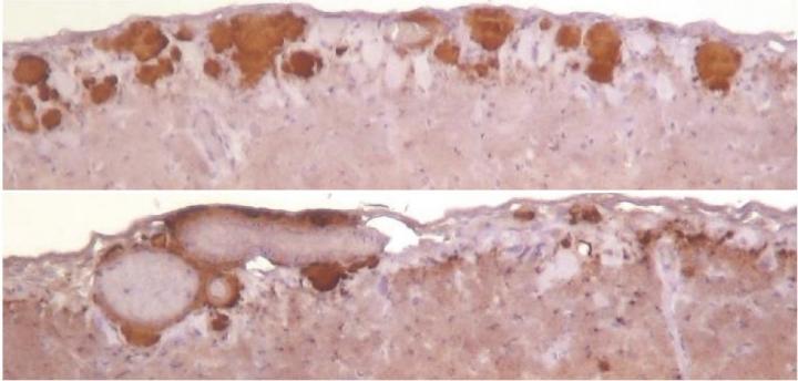 Cross-Species Prion Adaptation Depends on Prion Replication Environment