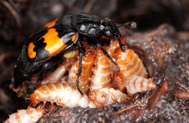 Burying beetle