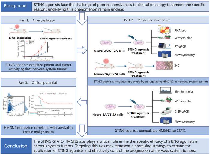 Antitumor effects of STING agonists on nervous system tumors via tumor-intrinsic STING/STAT1-mediated HMGN2 expression.