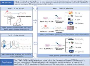 Antitumor effects of STING agonists on nervous system tumors via tumor-intrinsic STING/STAT1-mediated HMGN2 expression.