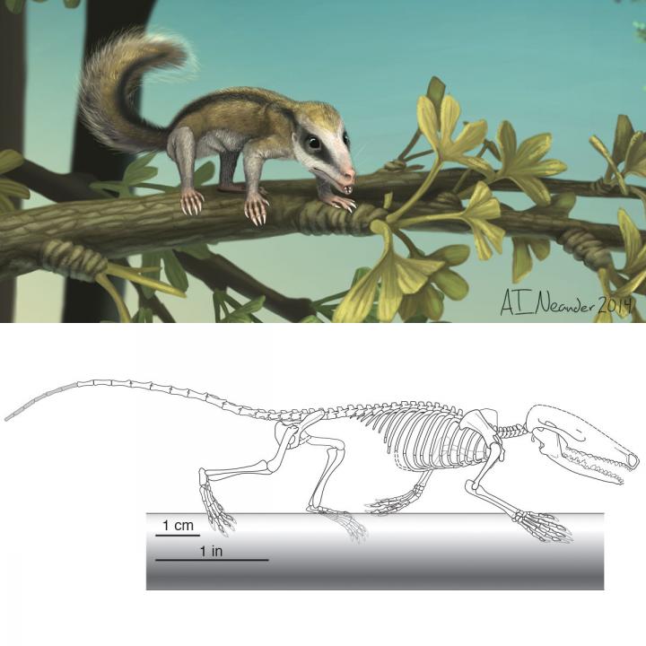 New Mammal Fossils Show Off Early Diversity (2 of 9) | EurekAlert!