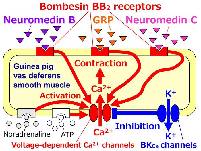 A schematic summary of this study