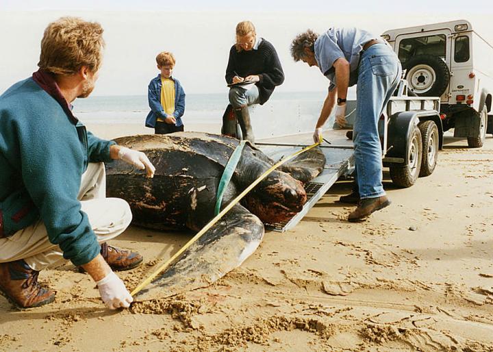 Leatherback turtle
