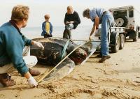 Leatherback turtle