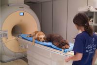 Dogs Understand Both Vocabulary and Intonation of Human Speech (3 of 3)