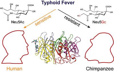 Typhoid Graphic