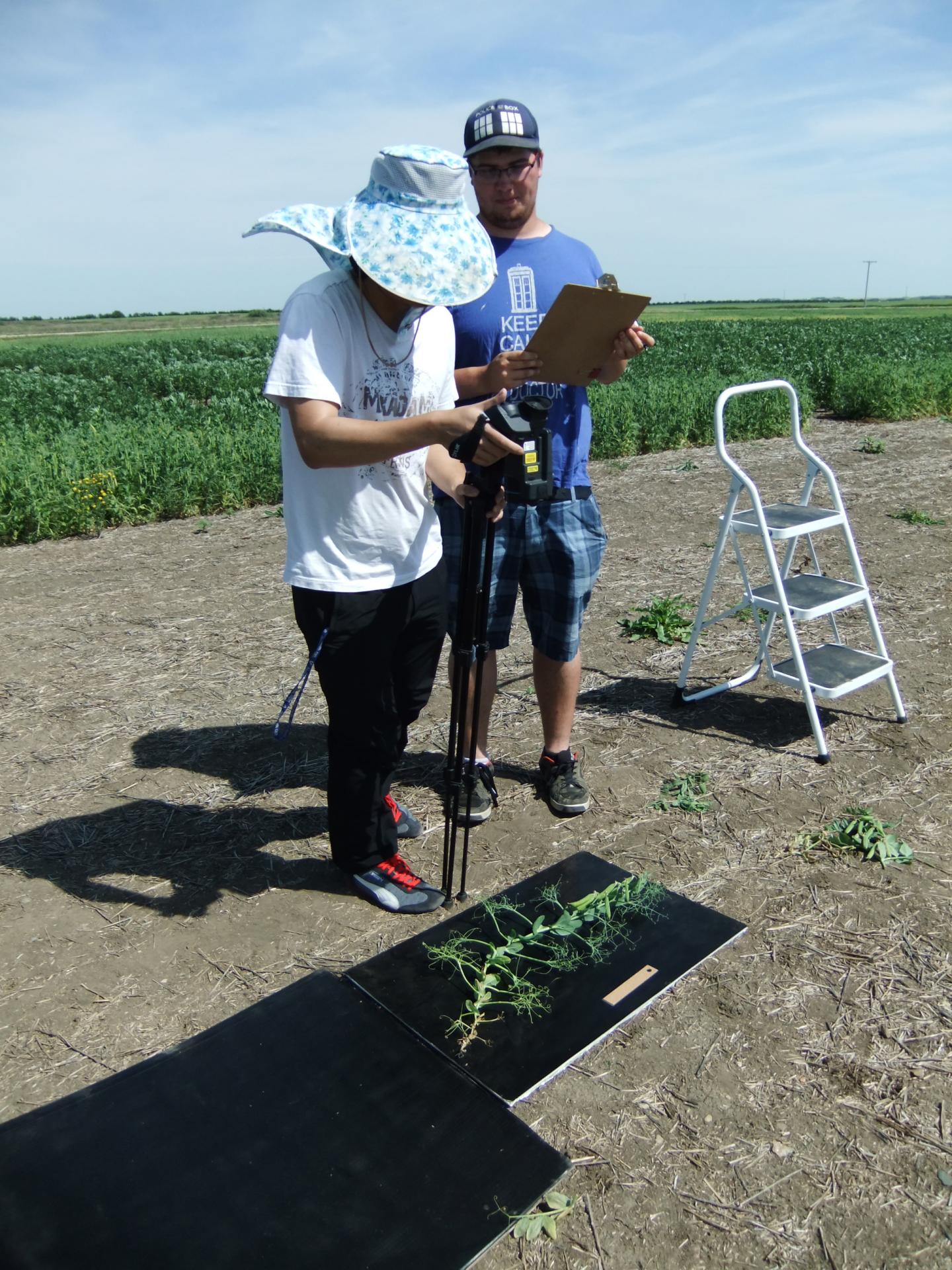 Heat Stress in Peas