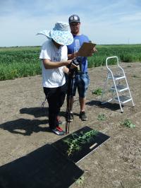 Heat Stress in Peas
