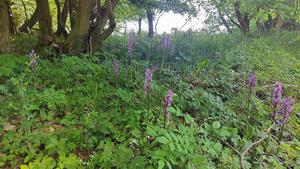 Woodland in a conservation area in the district of Göttingen