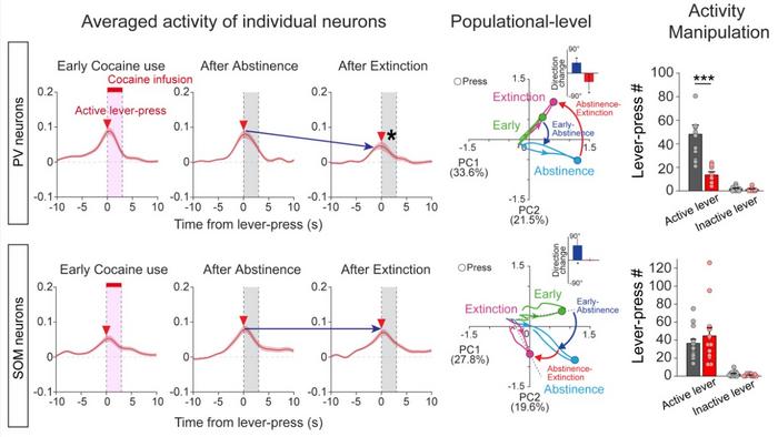 Secret to Drug Addiction Relapse Found: Brain's Addiction Circuit Identified​
