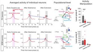 Secret to Drug Addiction Relapse Found: Brain's Addiction Circuit Identified​
