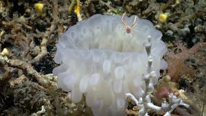 Glass sponge