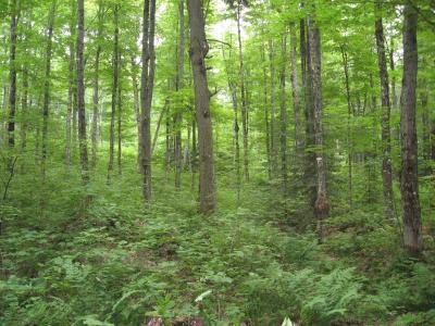 Dense Hardwood Regeneration