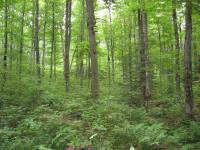 Dense Hardwood Regeneration