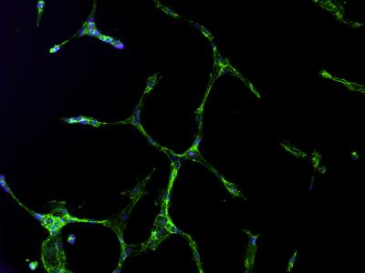 Stem Cell (1 of 2)