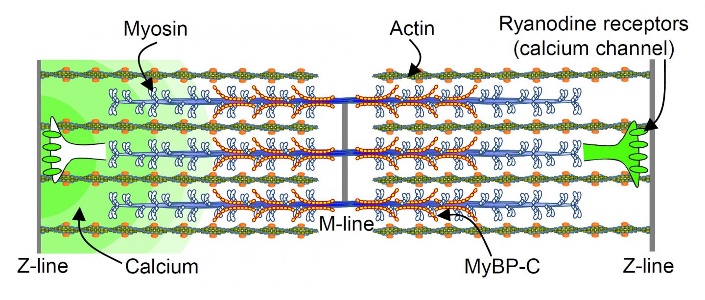 Myosin-Binding Protein C is Key to Healthy Heartbeats (1 of 2)